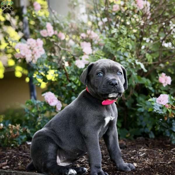 Faith, Cane Corso Puppy